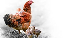 鸡密！冬季鸡群养殖十大措施